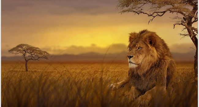 Africa
